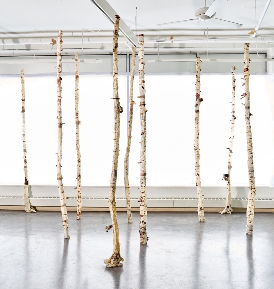 Photo©MarkShaw_MicheleBrody_MedBirches